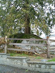 Rock Tree, City of Surrey / Arbre de la roche, ville de Surrey
